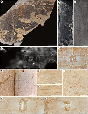 Bennettitalean Leaves From the Permian of Equatorial Pangea—The Early Radiation of an Iconic Mesozoic Gymnosperm Group